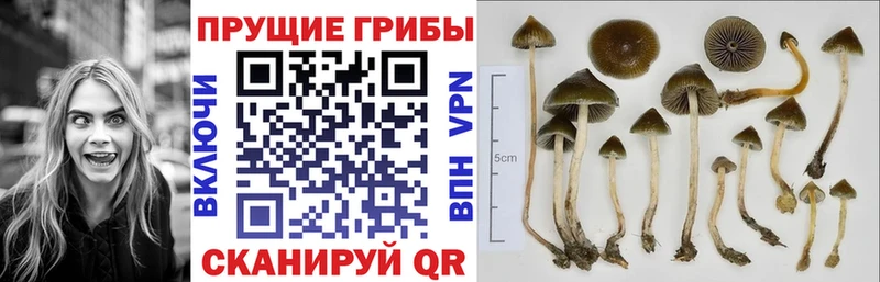 цены   kraken   Псилоцибиновые грибы Psilocybe  Иркутск 